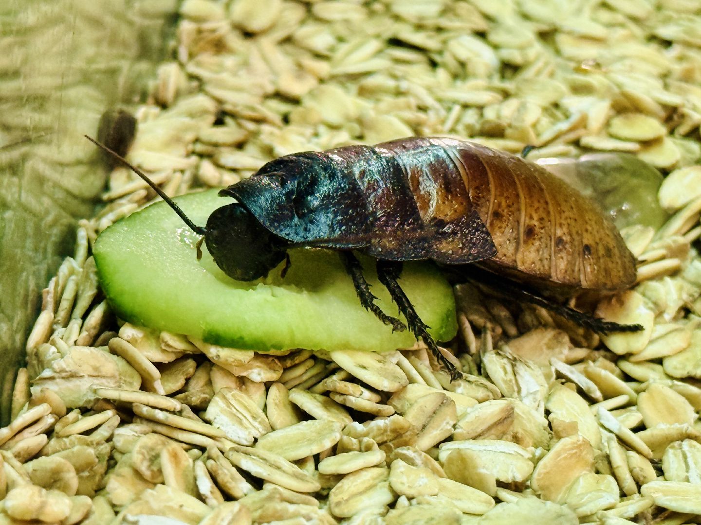 раменское, выставка пауков, куда поехать на выходные, туризм в раменском,
