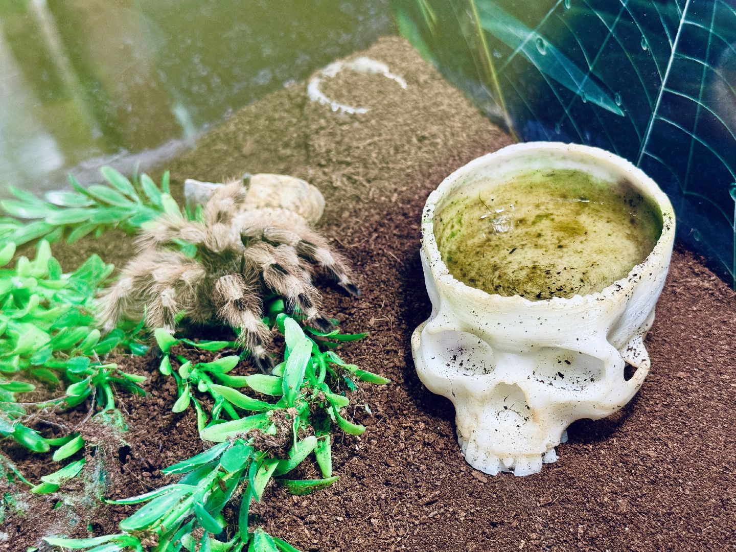 раменское, выставка пауков, куда поехать на выходные, туризм в раменском,