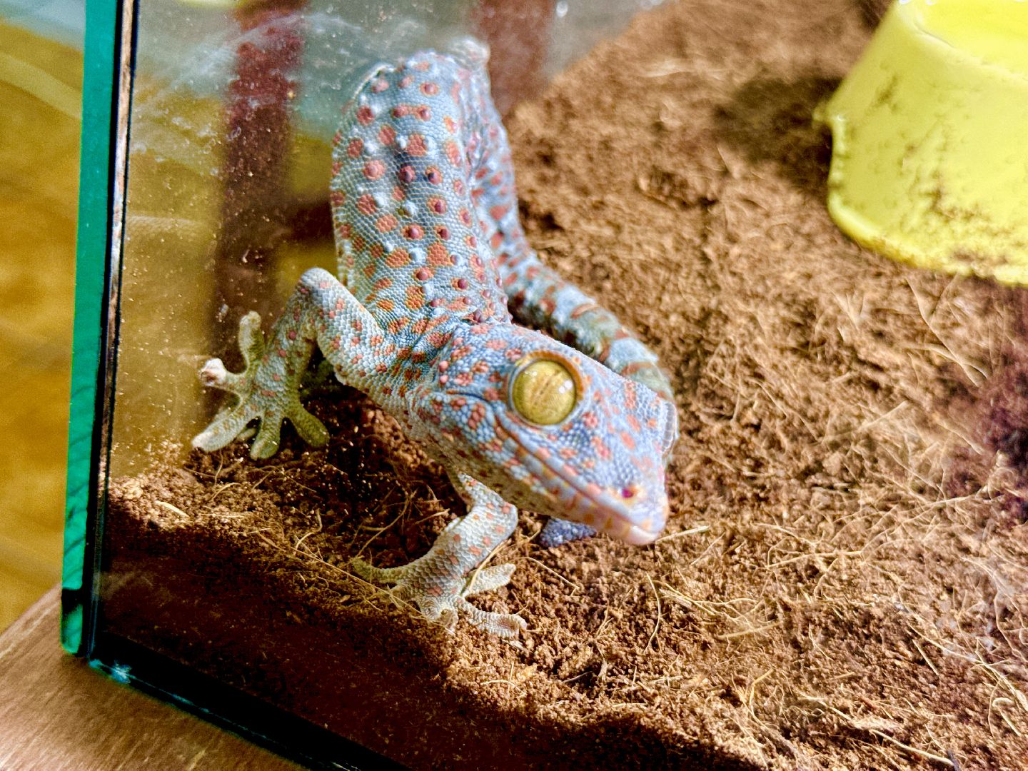 раменское, выставка пауков, куда поехать на выходные, туризм в раменском,