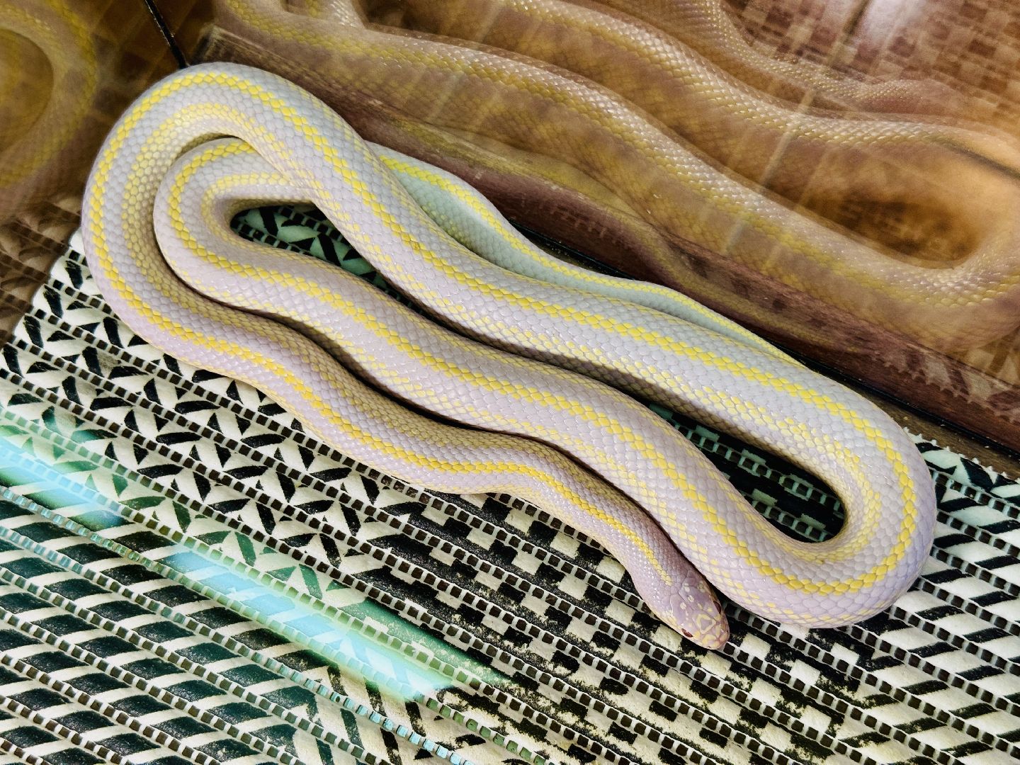 раменское, выставка пауков, куда поехать на выходные, туризм в раменском,