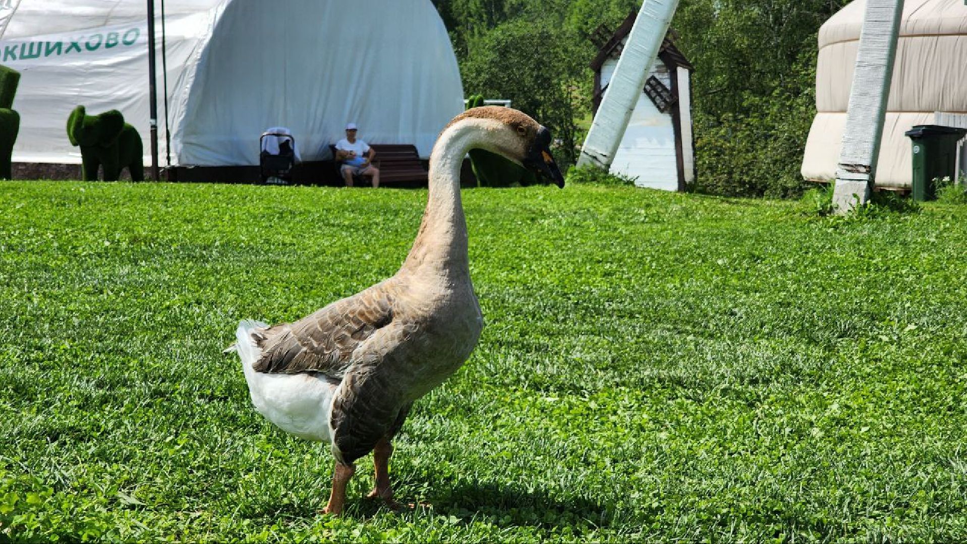 Дмитров, Зооферма Шихово, Туризм,