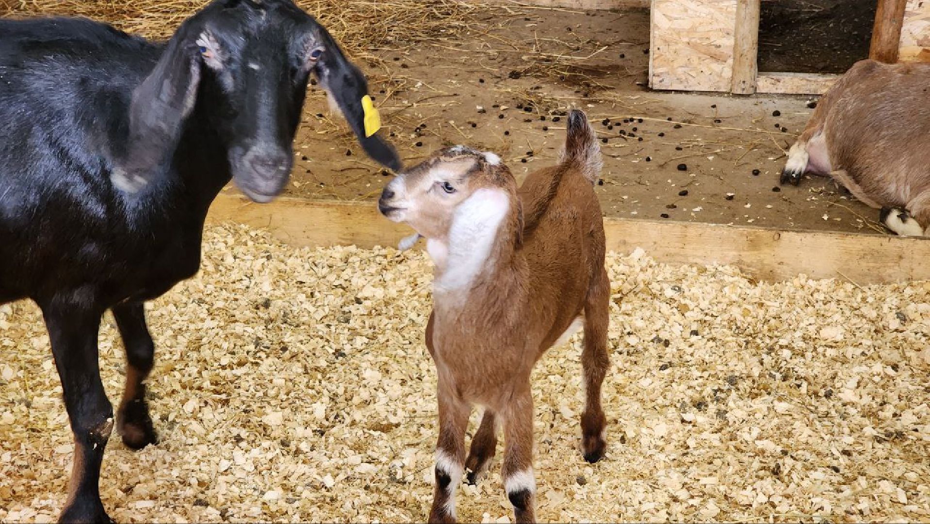 Дмитров, Зооферма Шихово, Туризм,