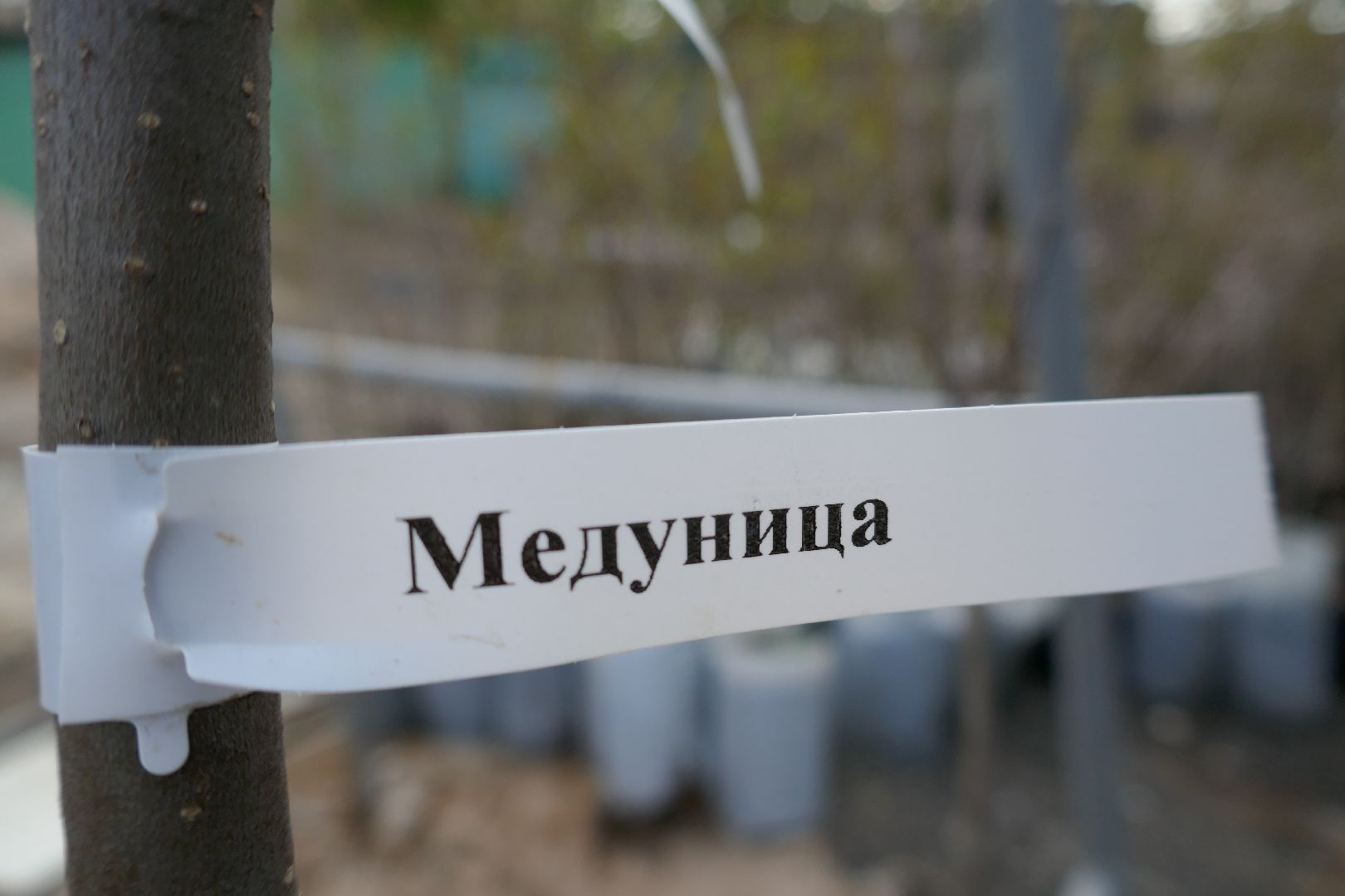 Подольск, озеленение, благоустройство, весна