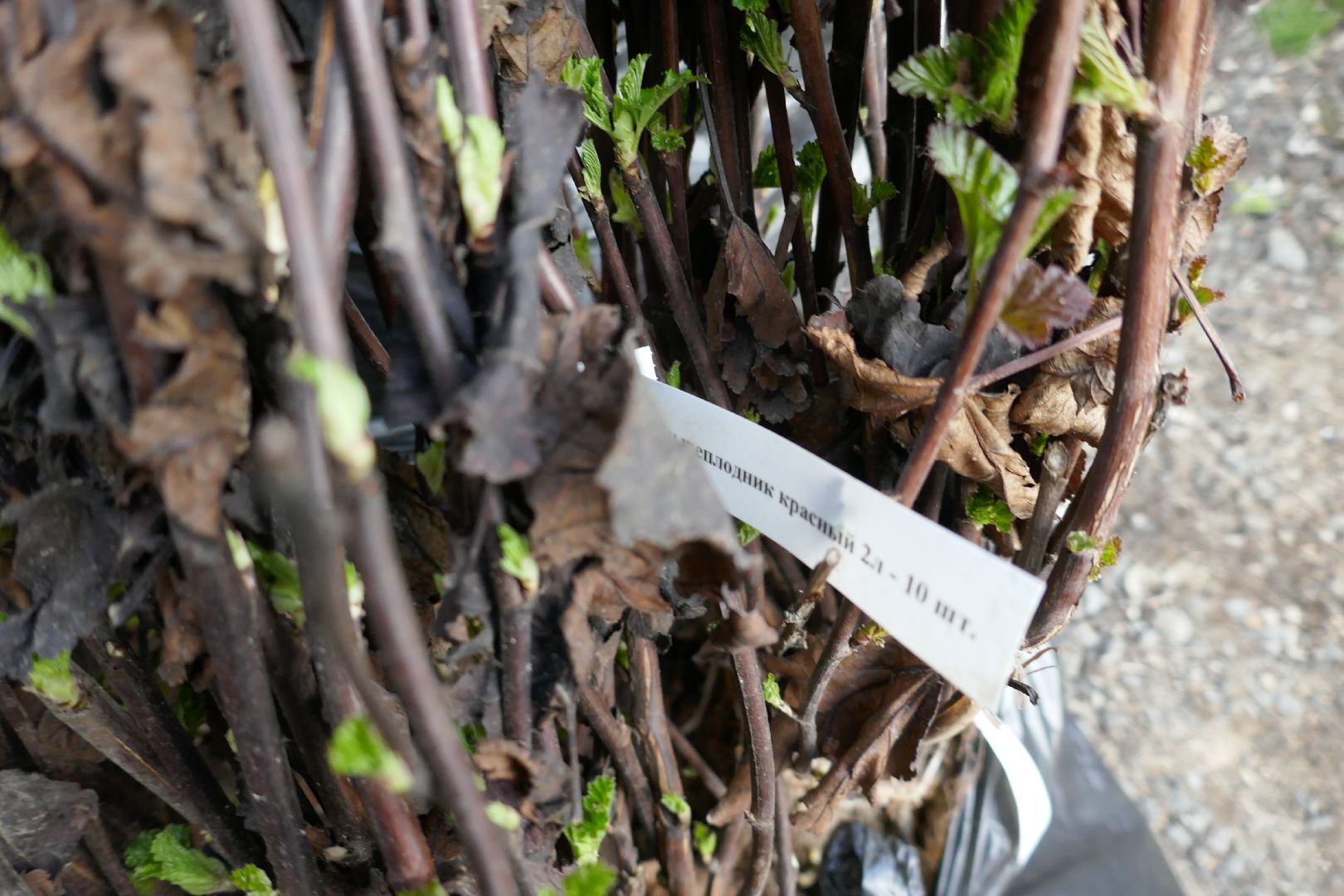 Подольск, озеленение, благоустройство, весна