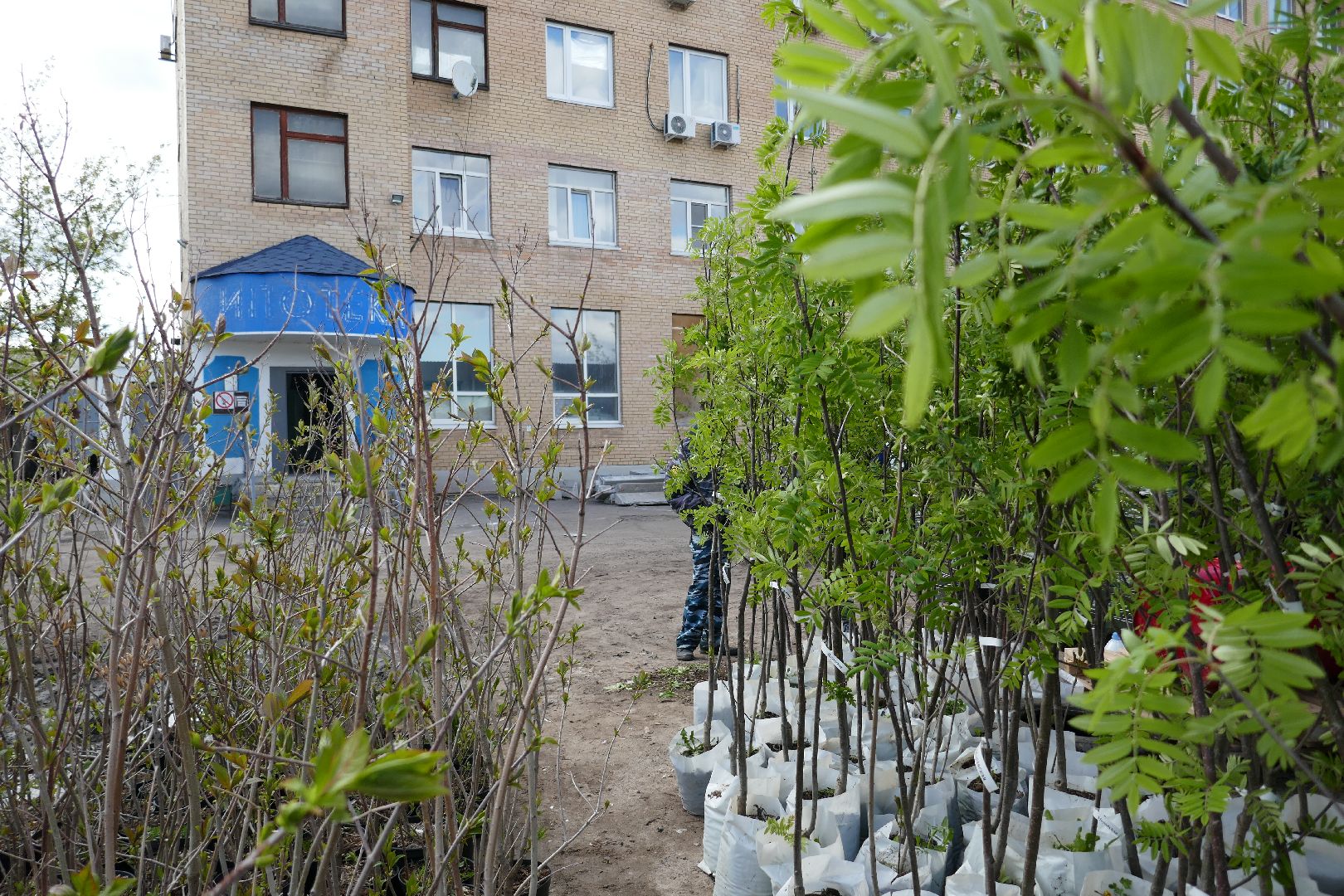 Подольск, озеленение, благоустройство, весна