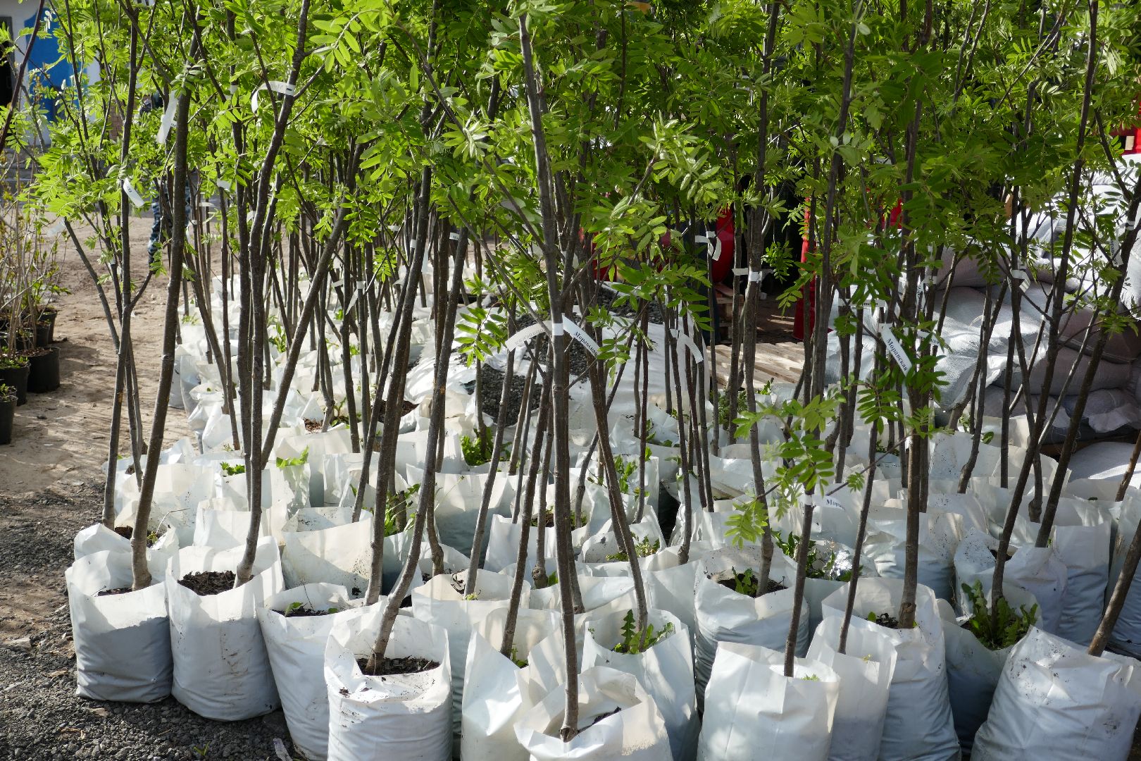 Подольск, озеленение, благоустройство, весна