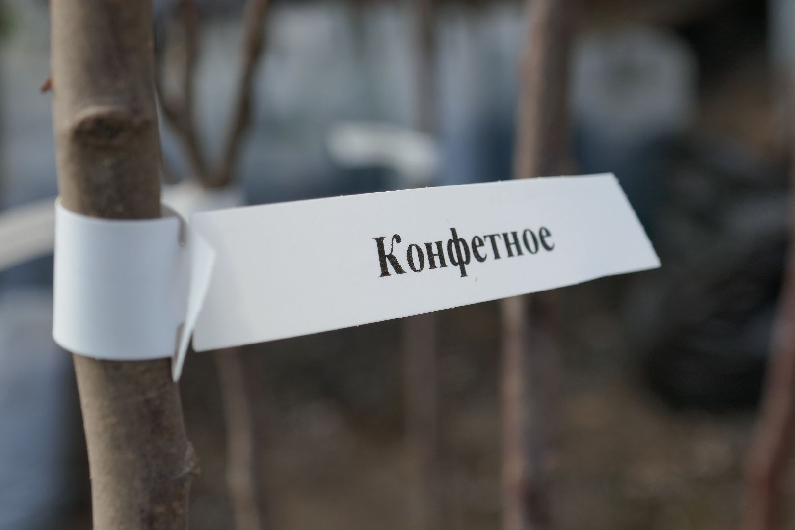 Подольск, озеленение, благоустройство, весна