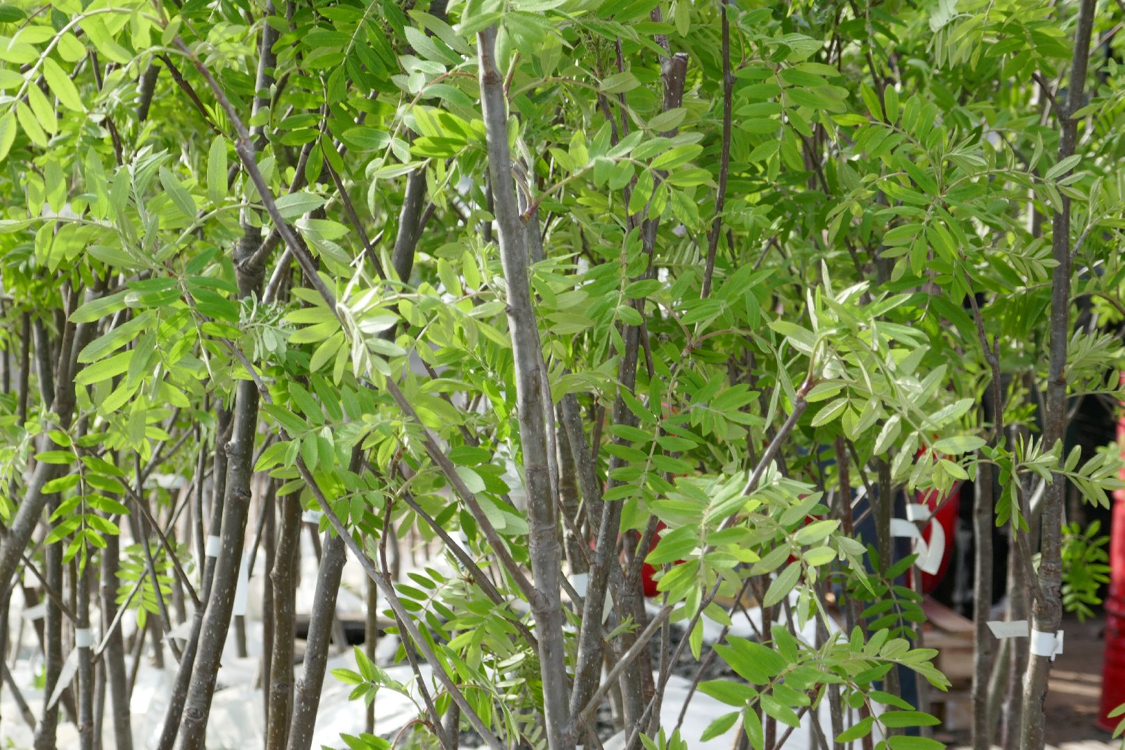 Подольск, озеленение, благоустройство, весна