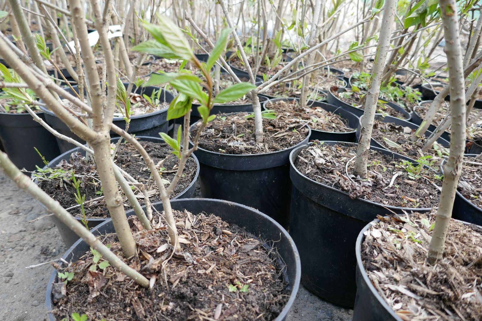 Подольск, озеленение, благоустройство, весна