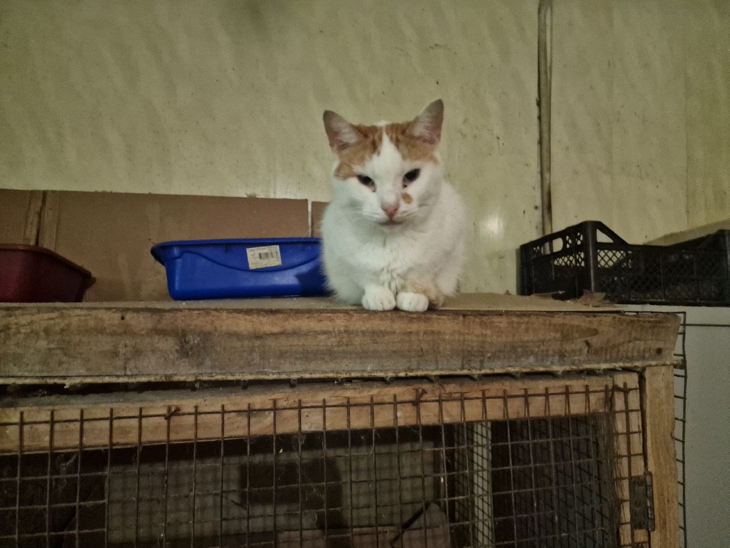 дубна, волонтеры, приют,