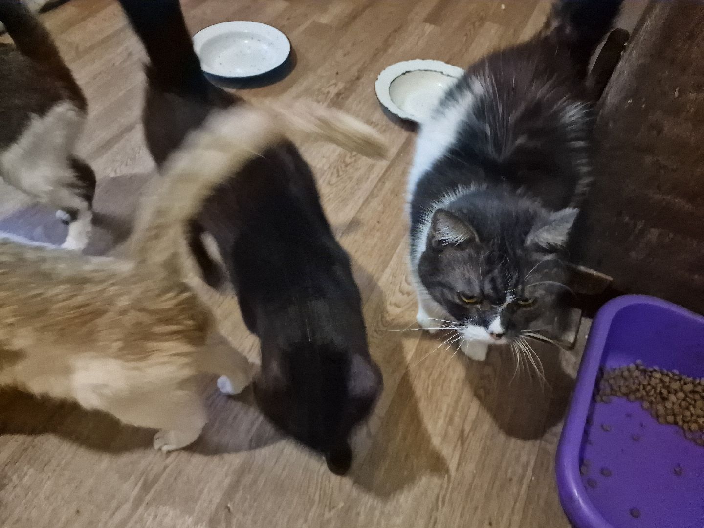 дубна, волонтеры, приют,