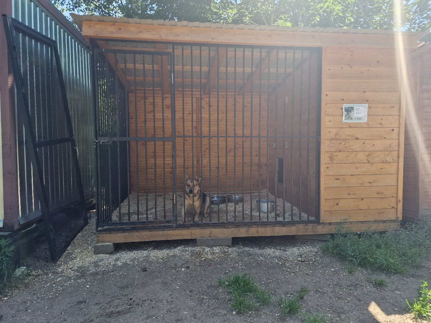 дубна, волонтеры, приют,