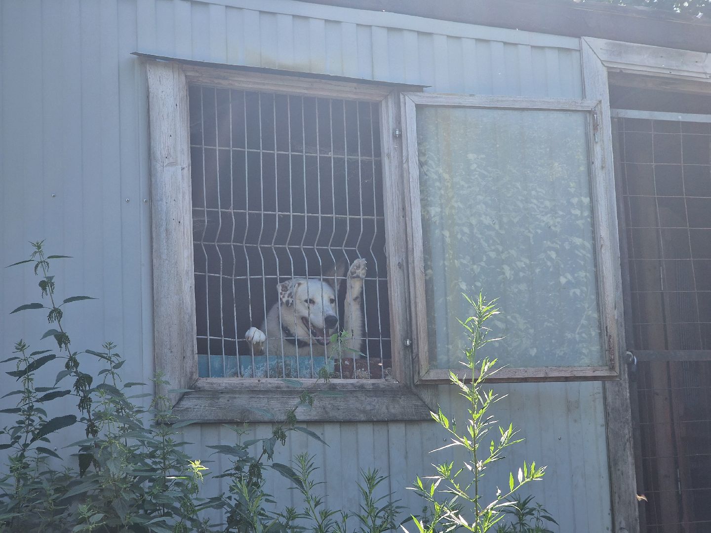 дубна, волонтеры, приют,