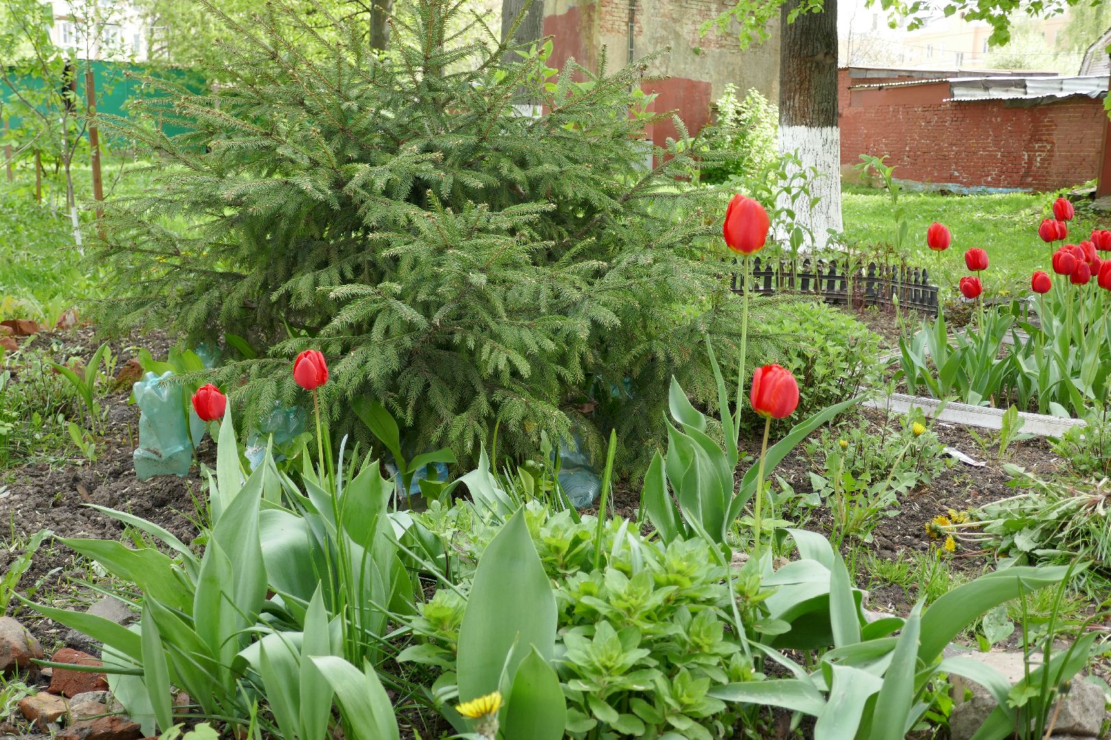 Подольск, лес Победы, деревья, управляющая компания, двор