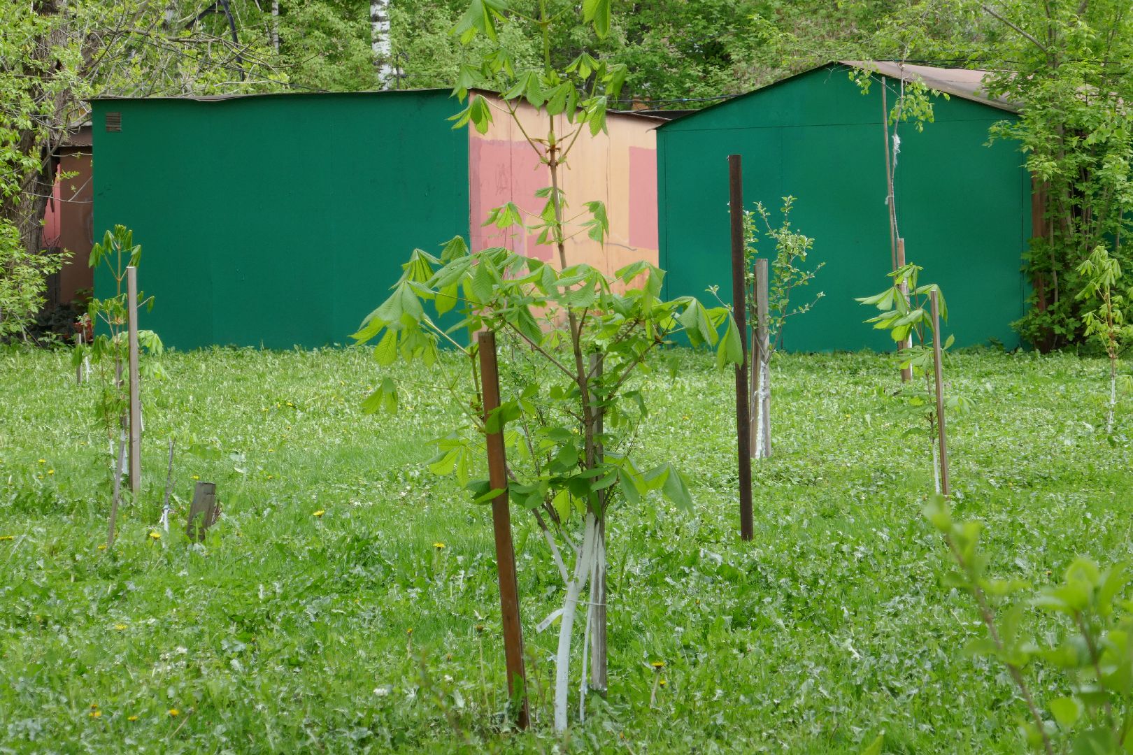 Подольск, лес Победы, деревья, управляющая компания, двор