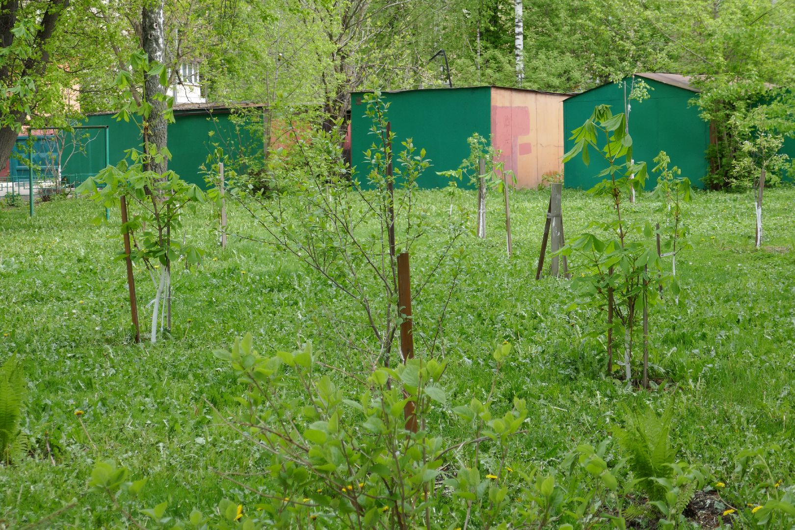 Подольск, лес Победы, деревья, управляющая компания, двор