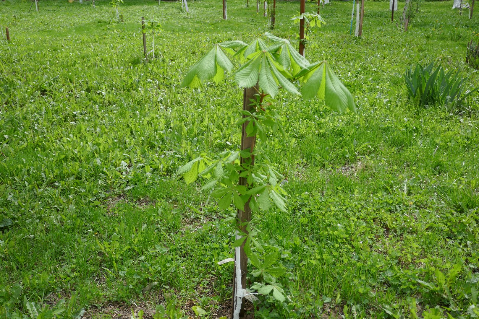 Подольск, лес Победы, деревья, управляющая компания, двор