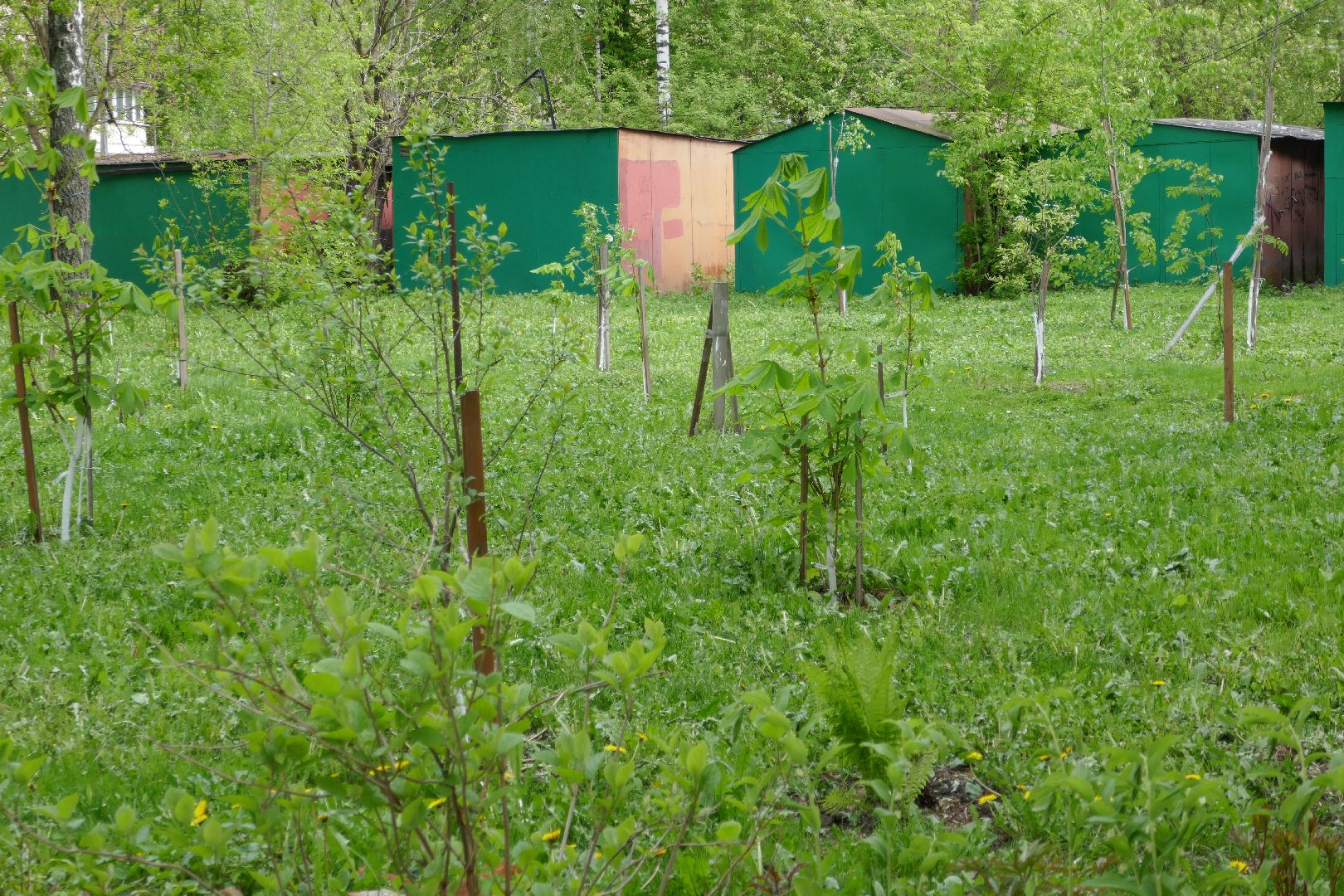 Подольск, лес Победы, деревья, управляющая компания, двор