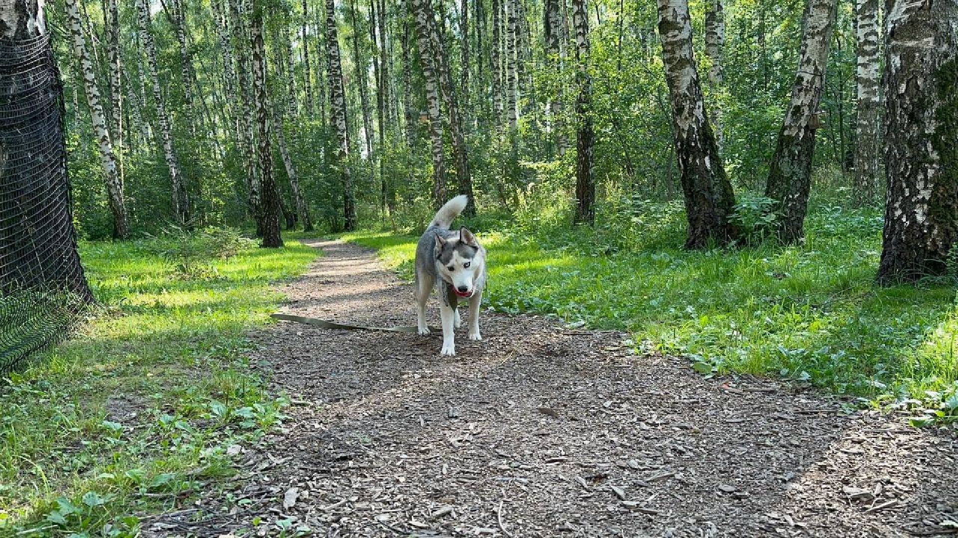 парки, домашние животные, домодедово,
