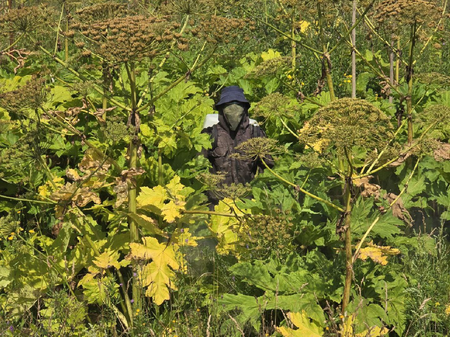 можайск, можайский муниципальный округ, подмосковье, борщевик, борьба с борщевиком, экология, борщевик Сосновского, обращения граждан,