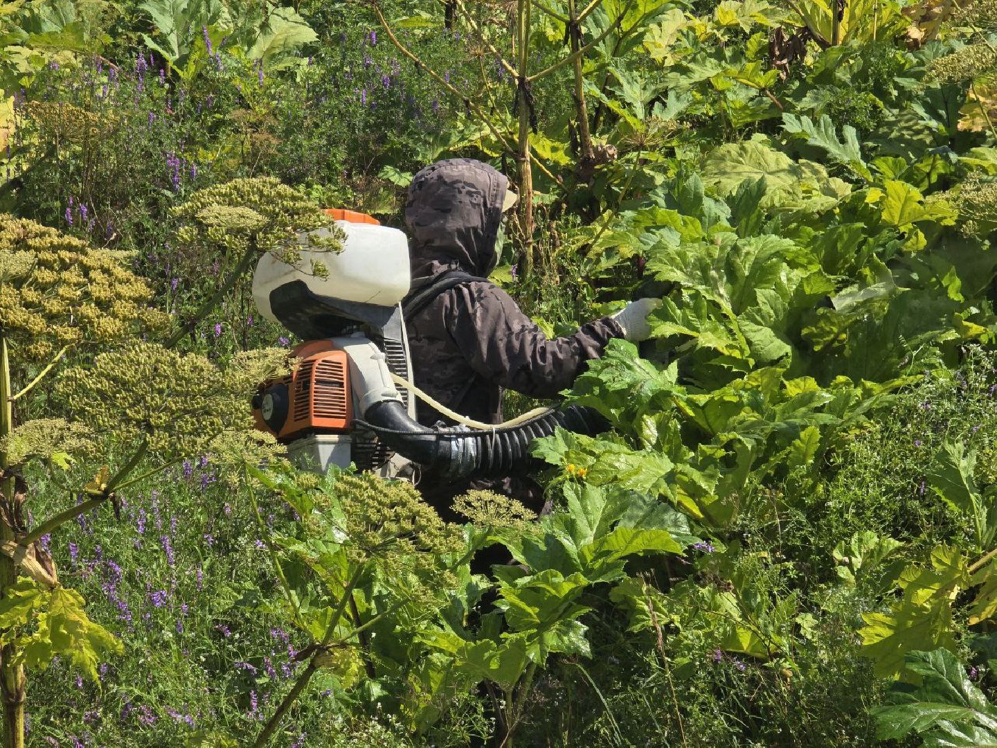 можайск, можайский муниципальный округ, подмосковье, борщевик, борьба с борщевиком, экология, борщевик Сосновского, обращения граждан,