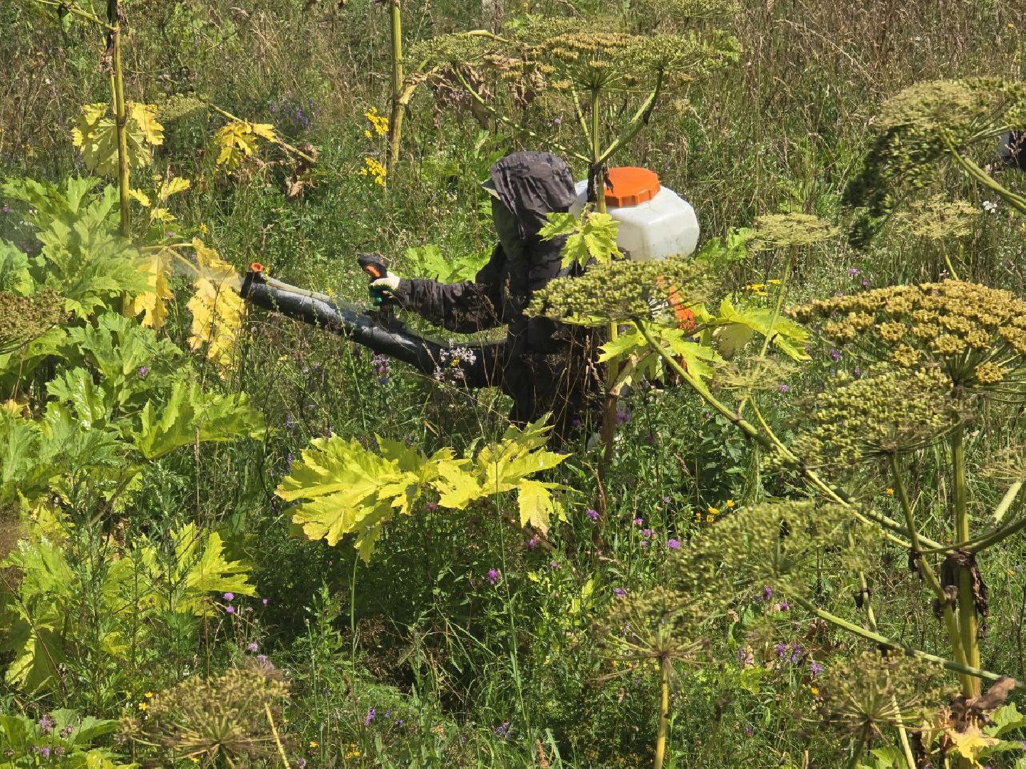 можайск, можайский муниципальный округ, подмосковье, борщевик, борьба с борщевиком, экология, борщевик Сосновского, обращения граждан,