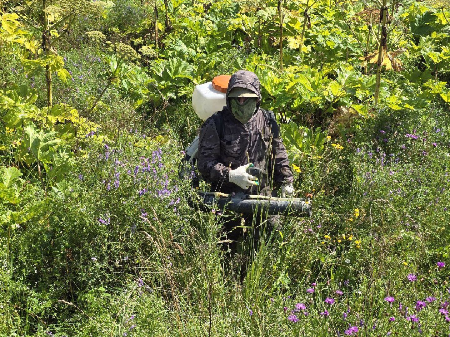 можайск, можайский муниципальный округ, подмосковье, борщевик, борьба с борщевиком, экология, борщевик Сосновского, обращения граждан,