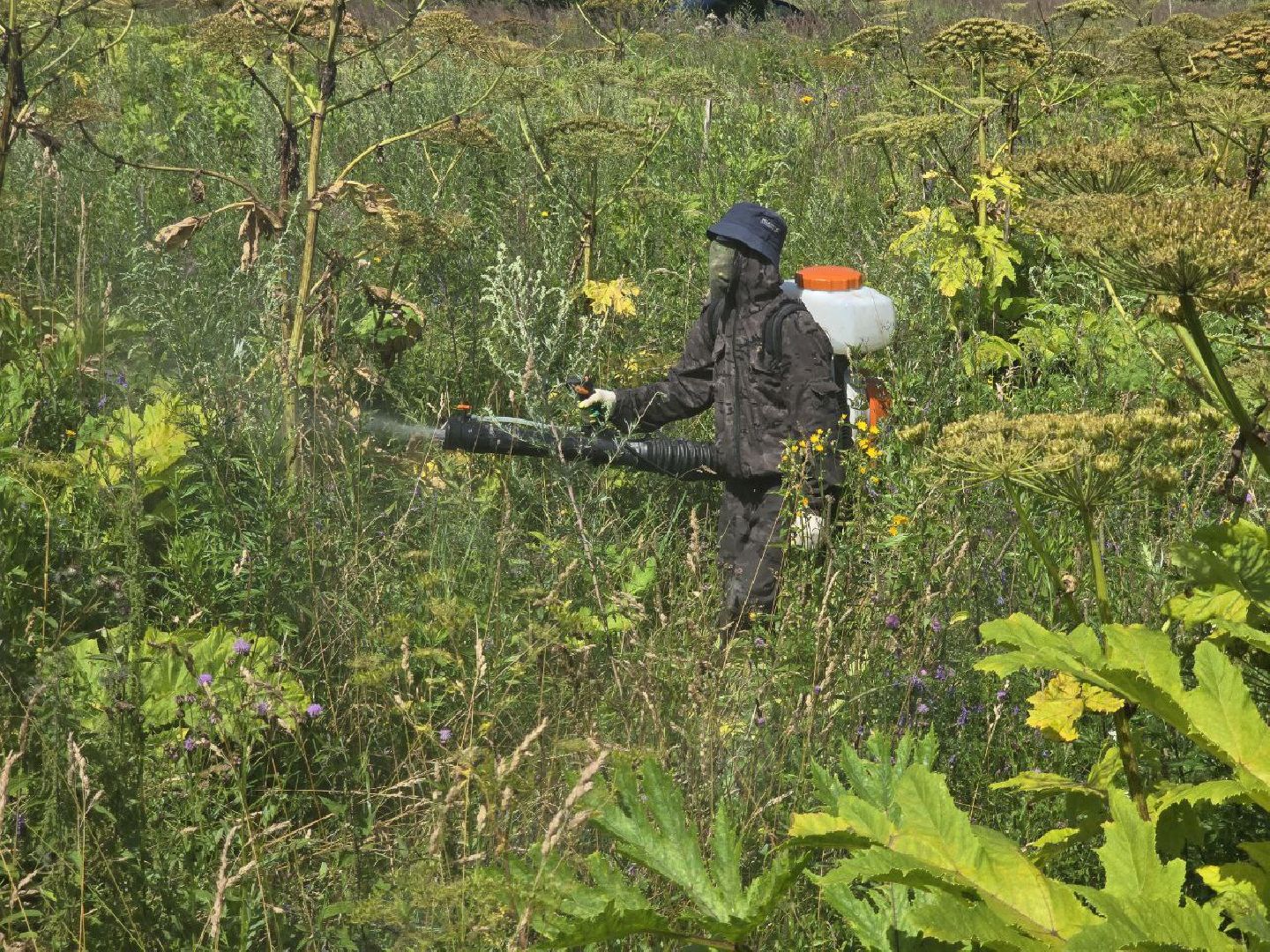 можайск, можайский муниципальный округ, подмосковье, борщевик, борьба с борщевиком, экология, борщевик Сосновского, обращения граждан,
