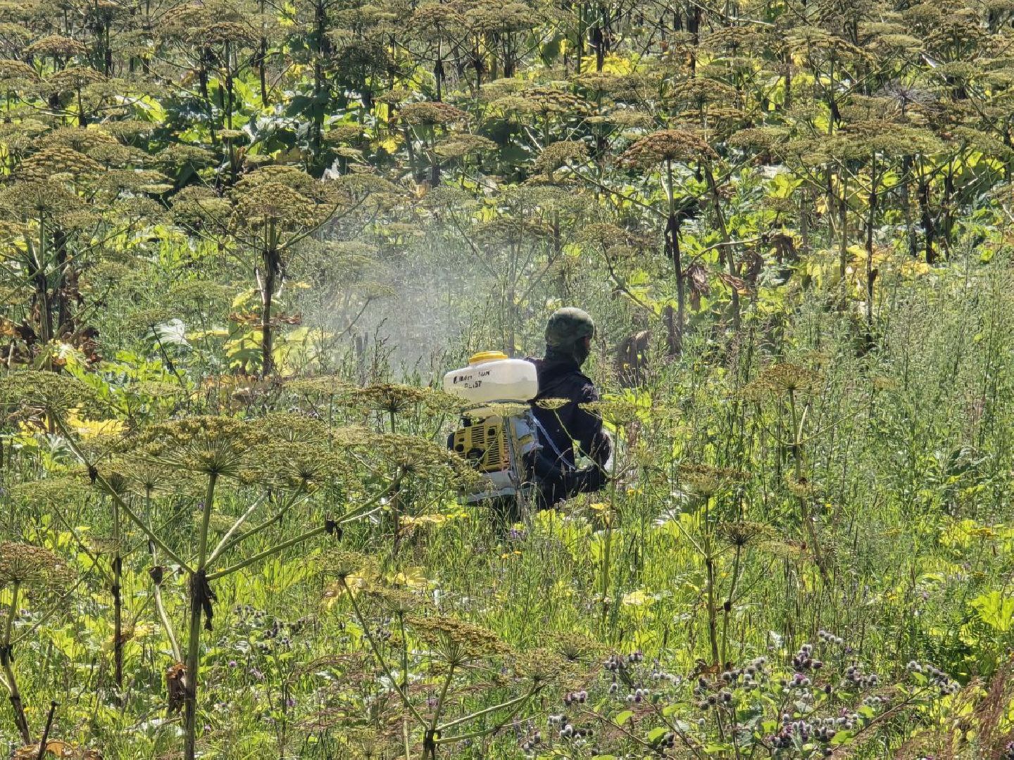 можайск, можайский муниципальный округ, подмосковье, борщевик, борьба с борщевиком, экология, борщевик Сосновского, обращения граждан,