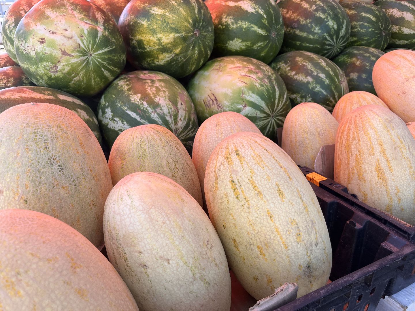 шатура 2025, Шатура, Лето в шатуре, арбуз, арбузный бум,