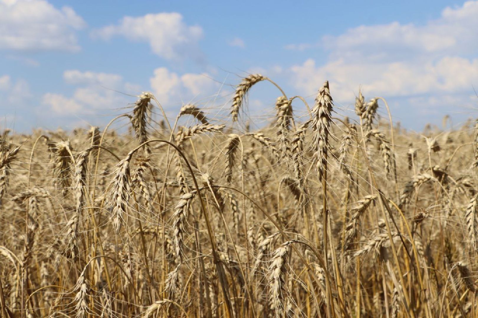 праздник первого снопа,  серебряные пруды, Якимовка, Уборочная 2025,