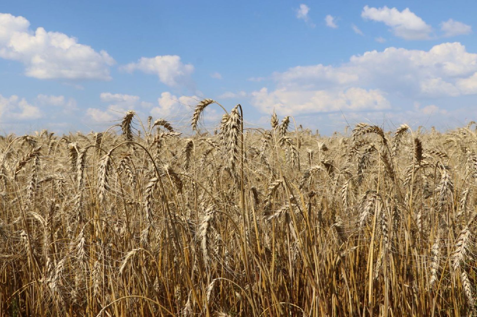 праздник первого снопа,  серебряные пруды, Якимовка, Уборочная 2025,
