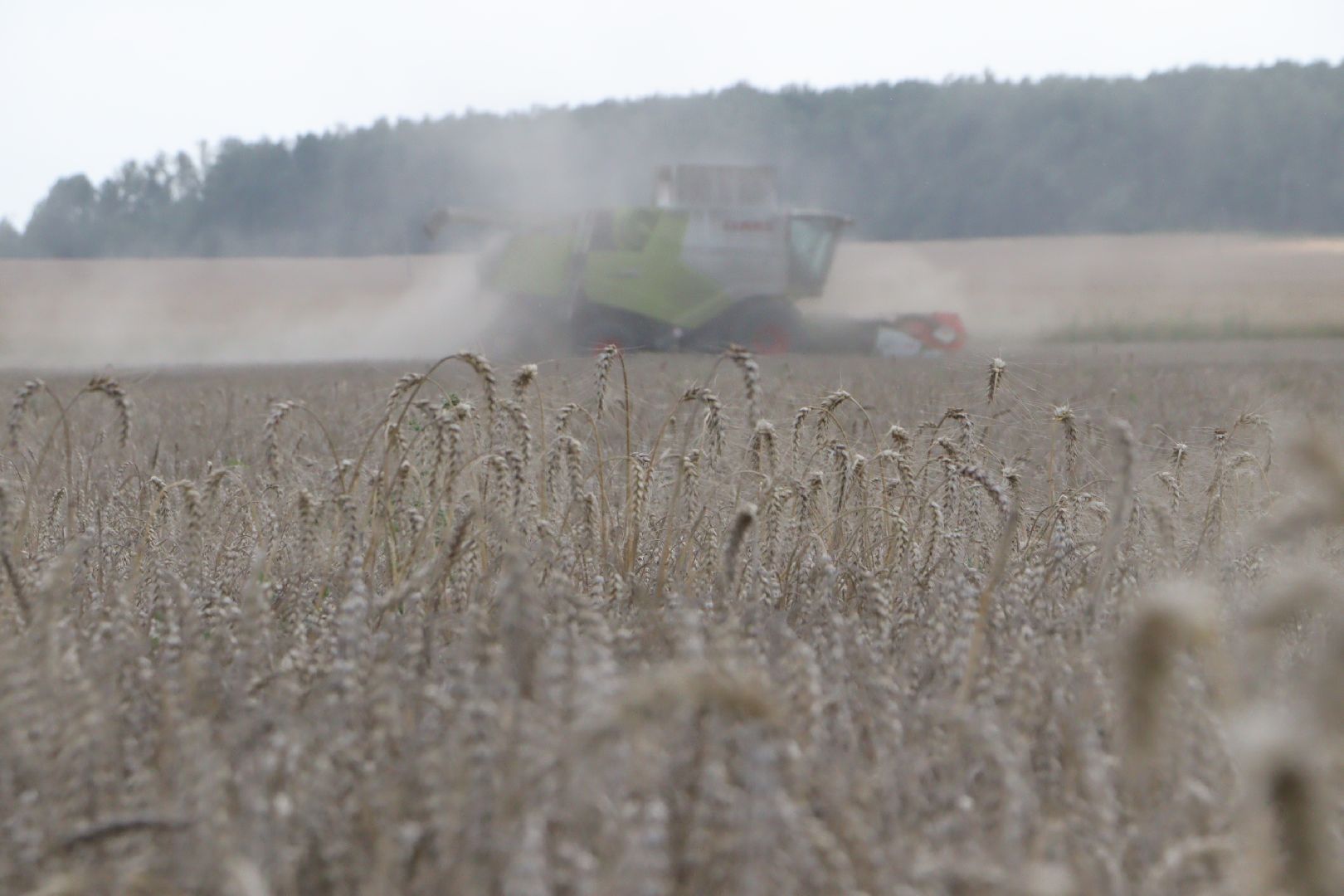 зарайск, сельское хозяйство, уборочная кампания,