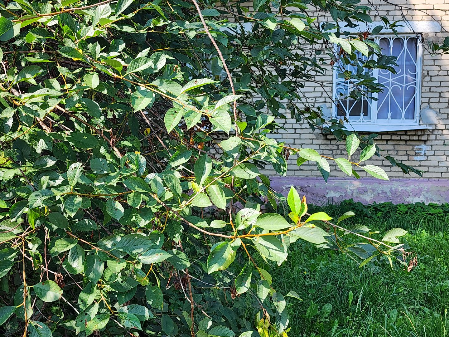 благоустройство, дворовая территория, благоустройство дворовой территории, рабочий поселок обухово, богородский городской округ,