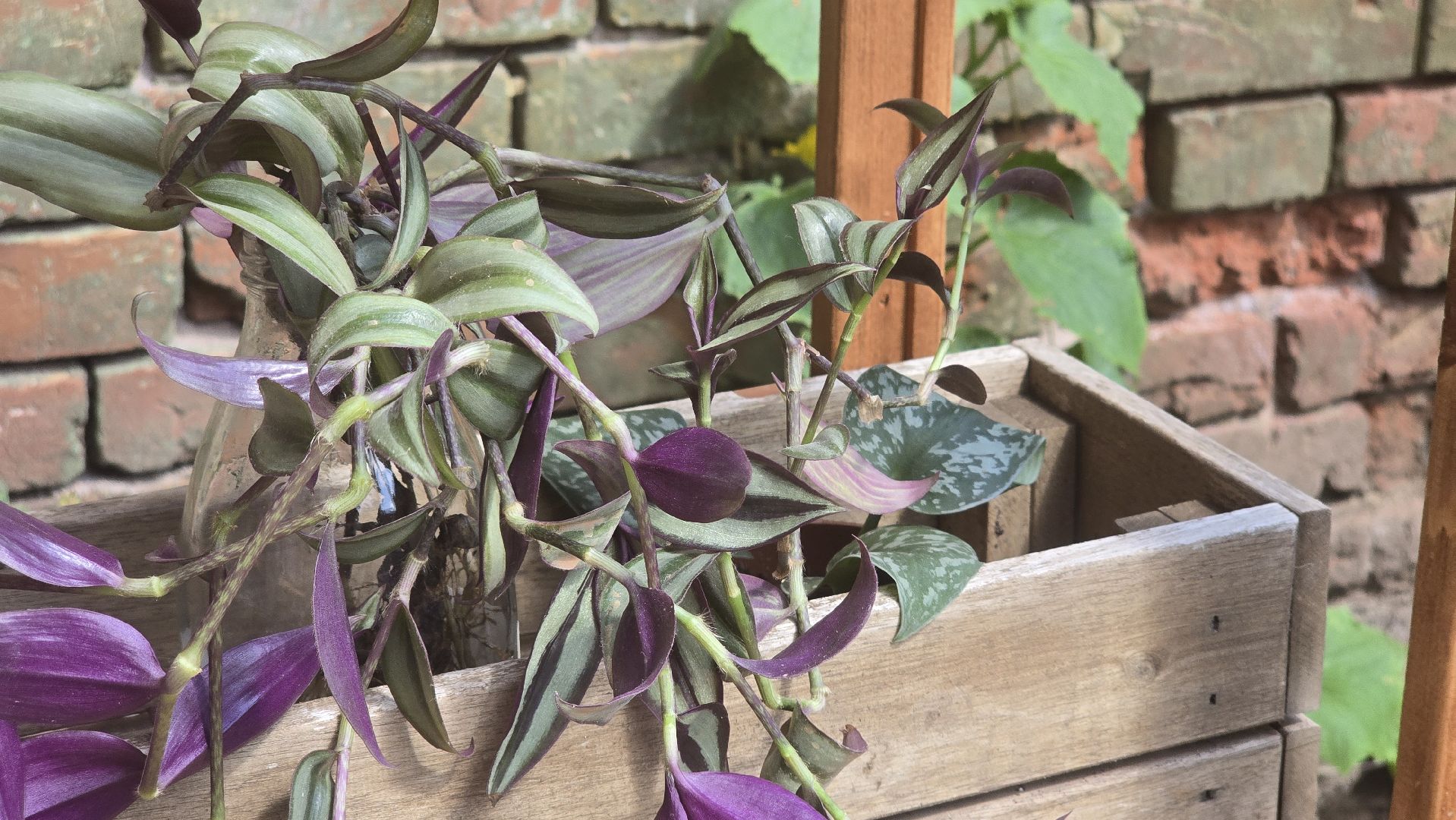 Коломна, обмен растениями,