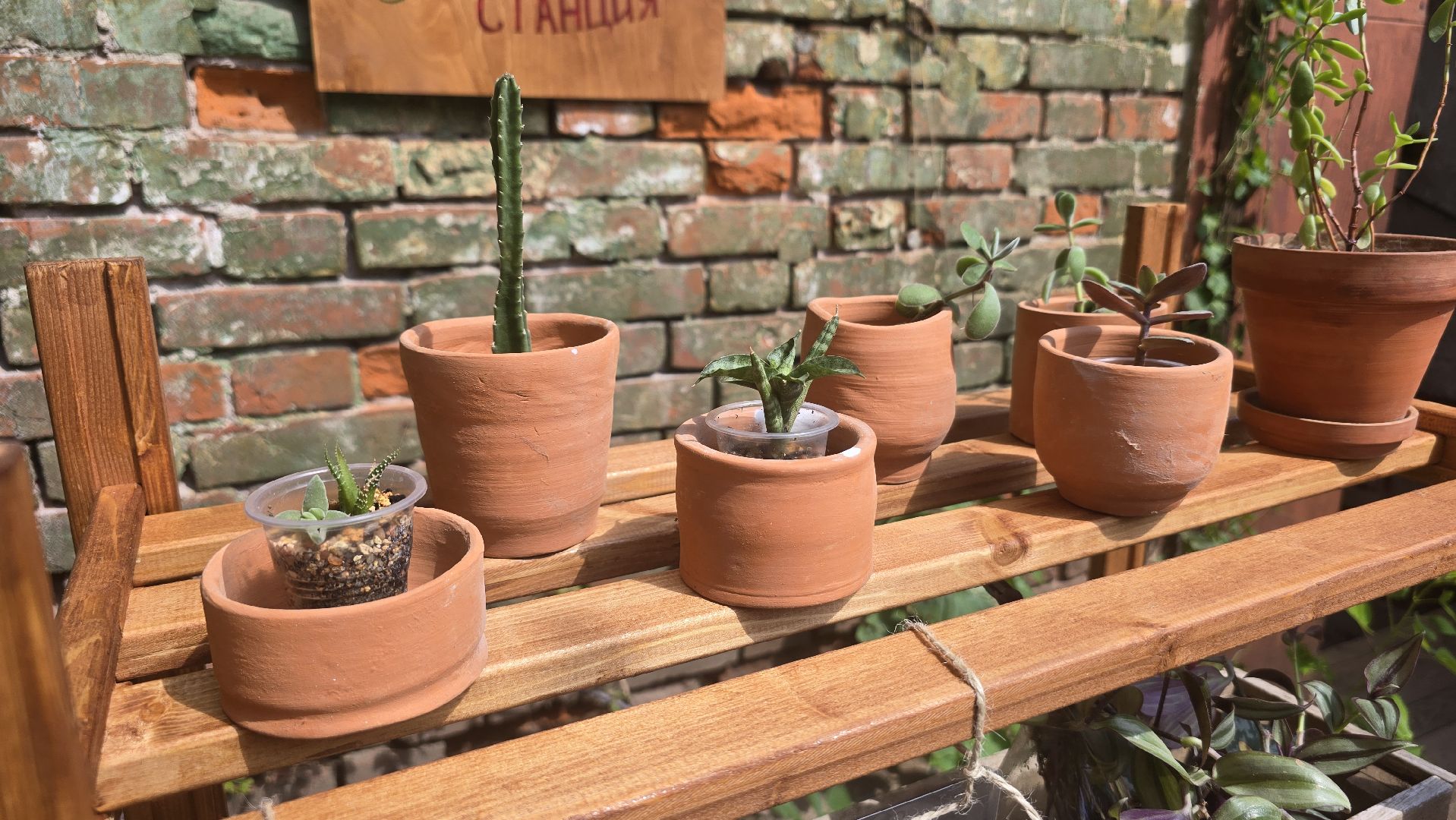 Коломна, обмен растениями,