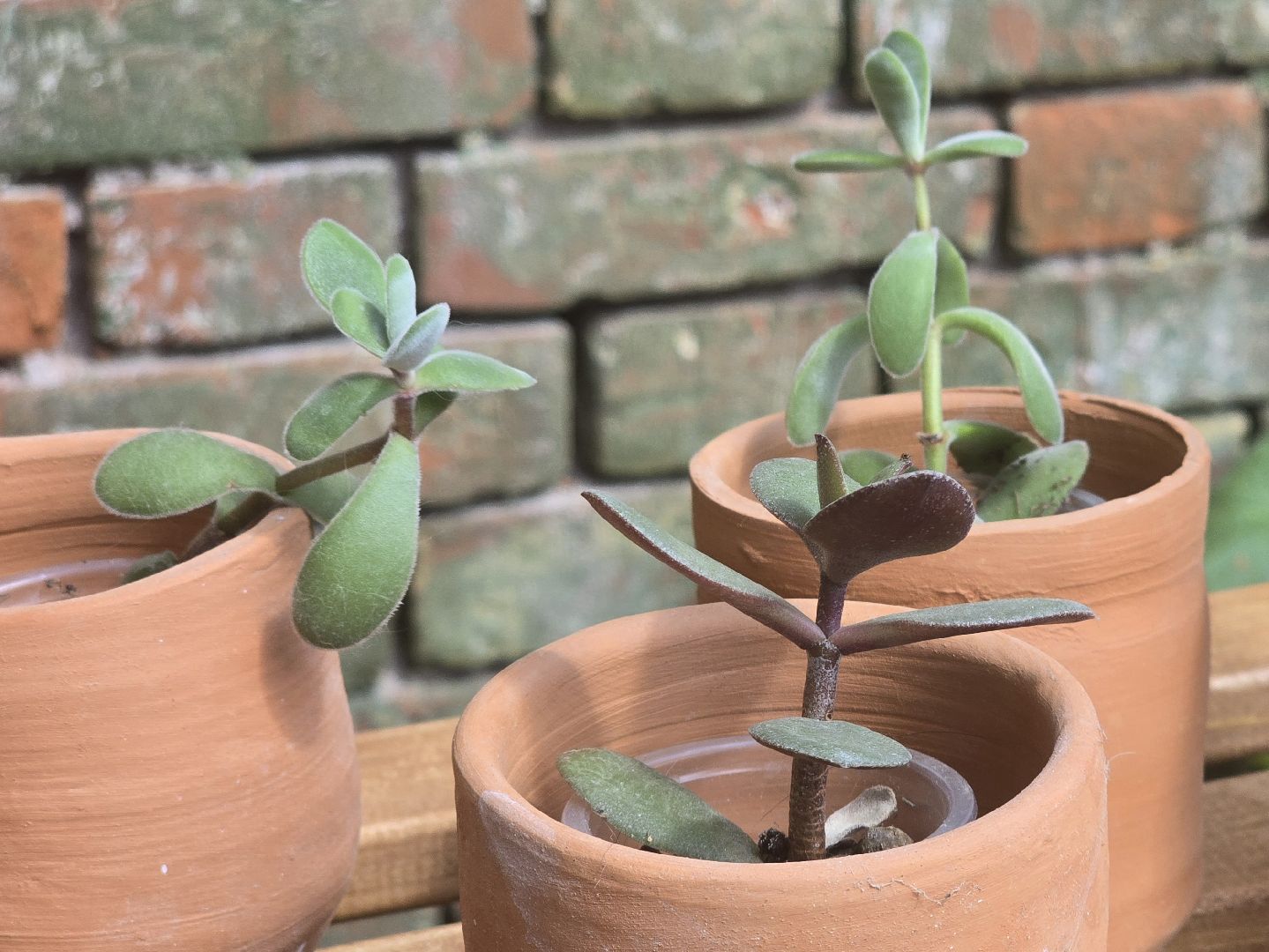 Коломна, обмен растениями,