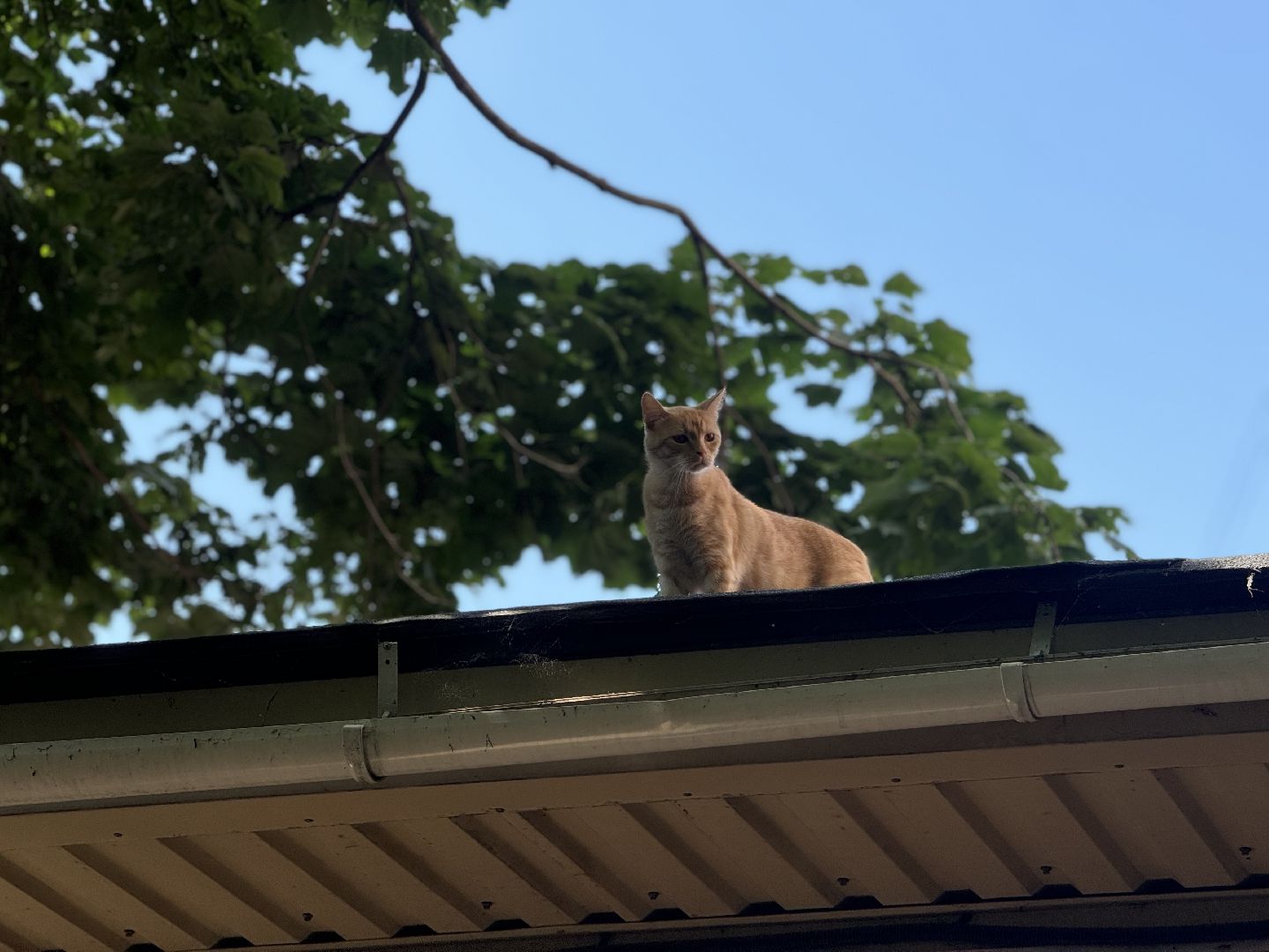 нестационарный объект, торговая палатка , ленинский городской округ,