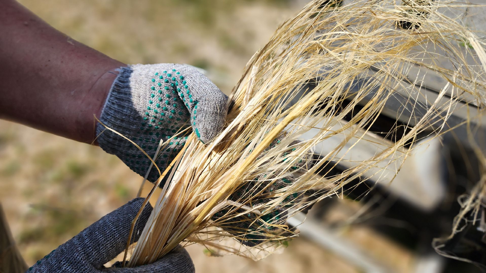волоколамск, коноплеводство, экономика,