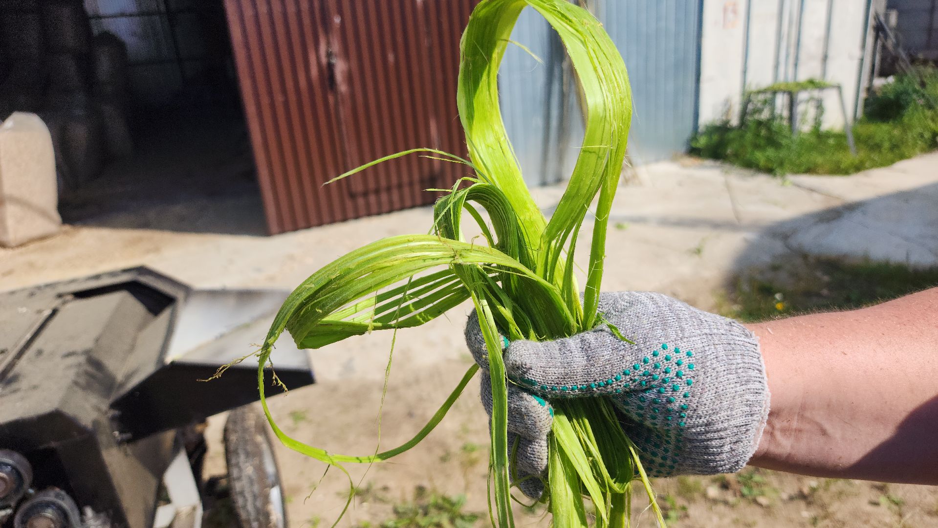 волоколамск, коноплеводство, экономика,