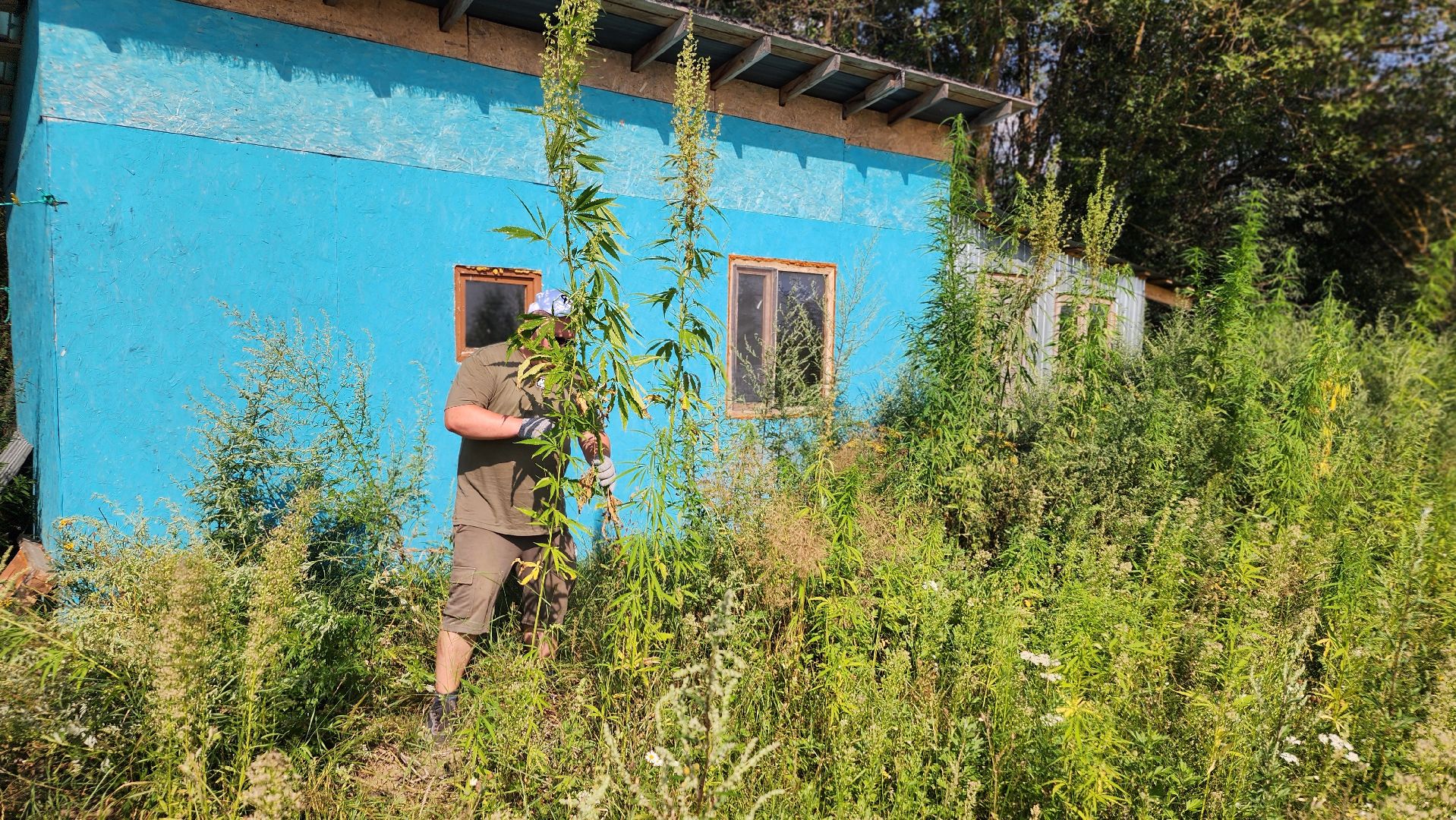 волоколамск, коноплеводство, экономика,