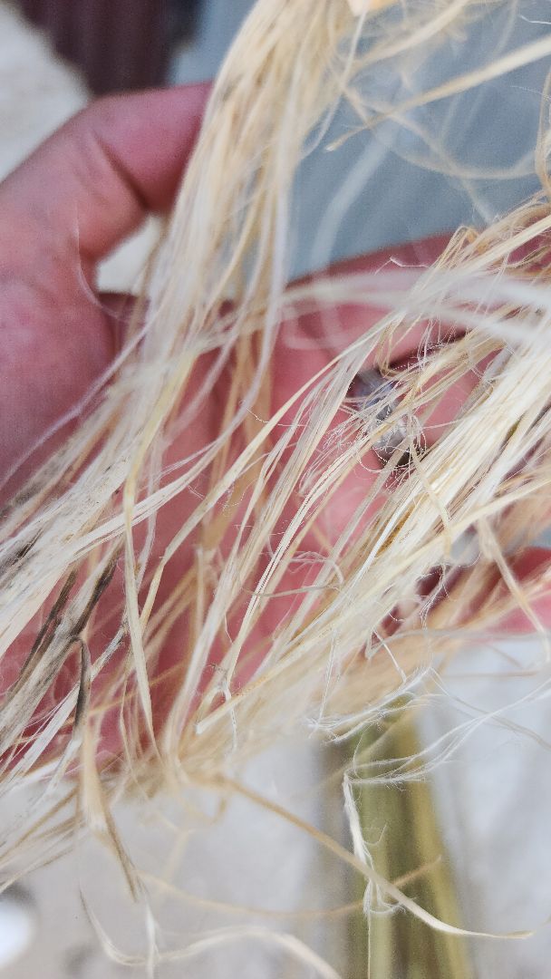 волоколамск, коноплеводство, экономика,