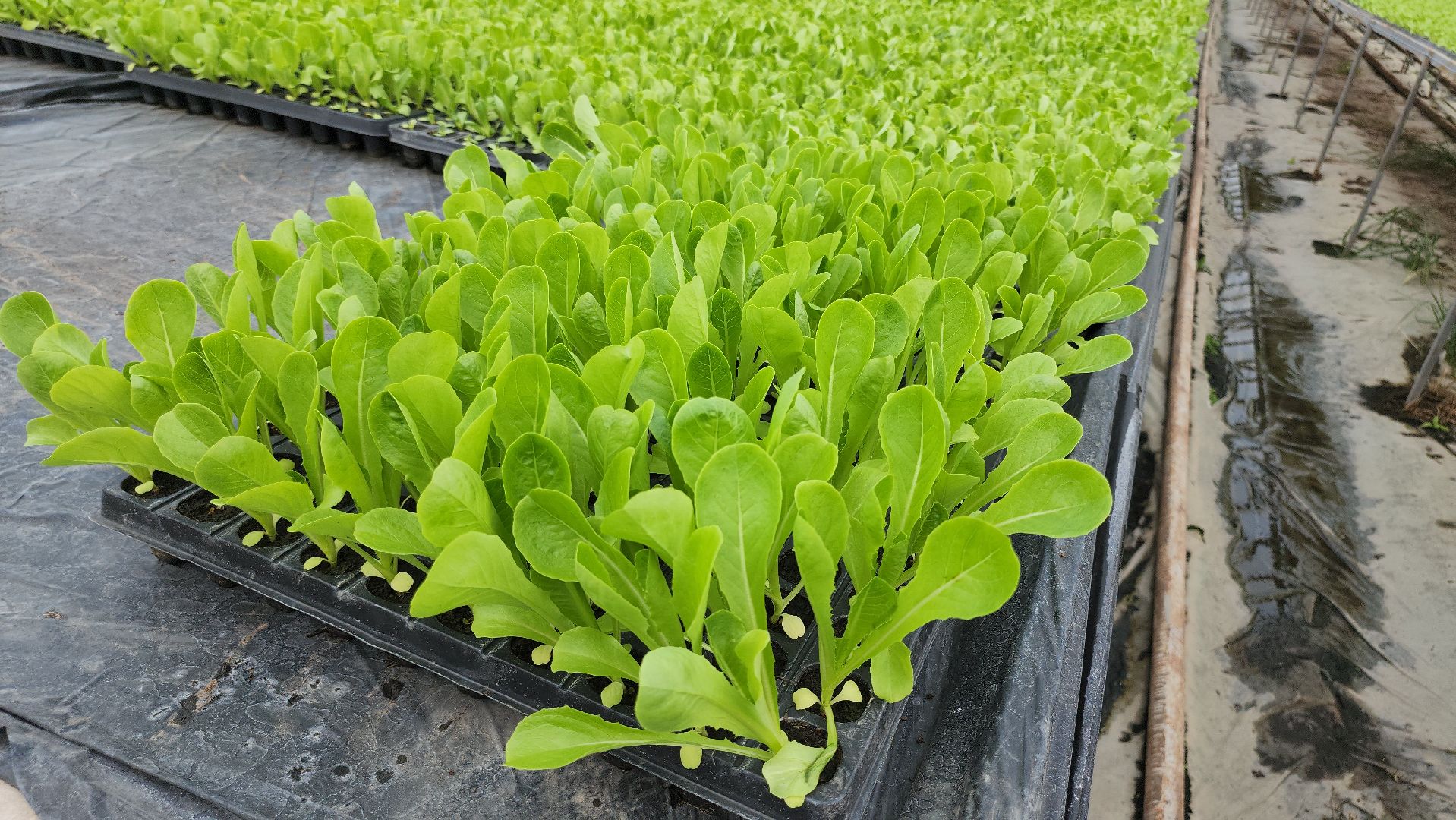 Егорьевск, Подмосковье, Московская область,