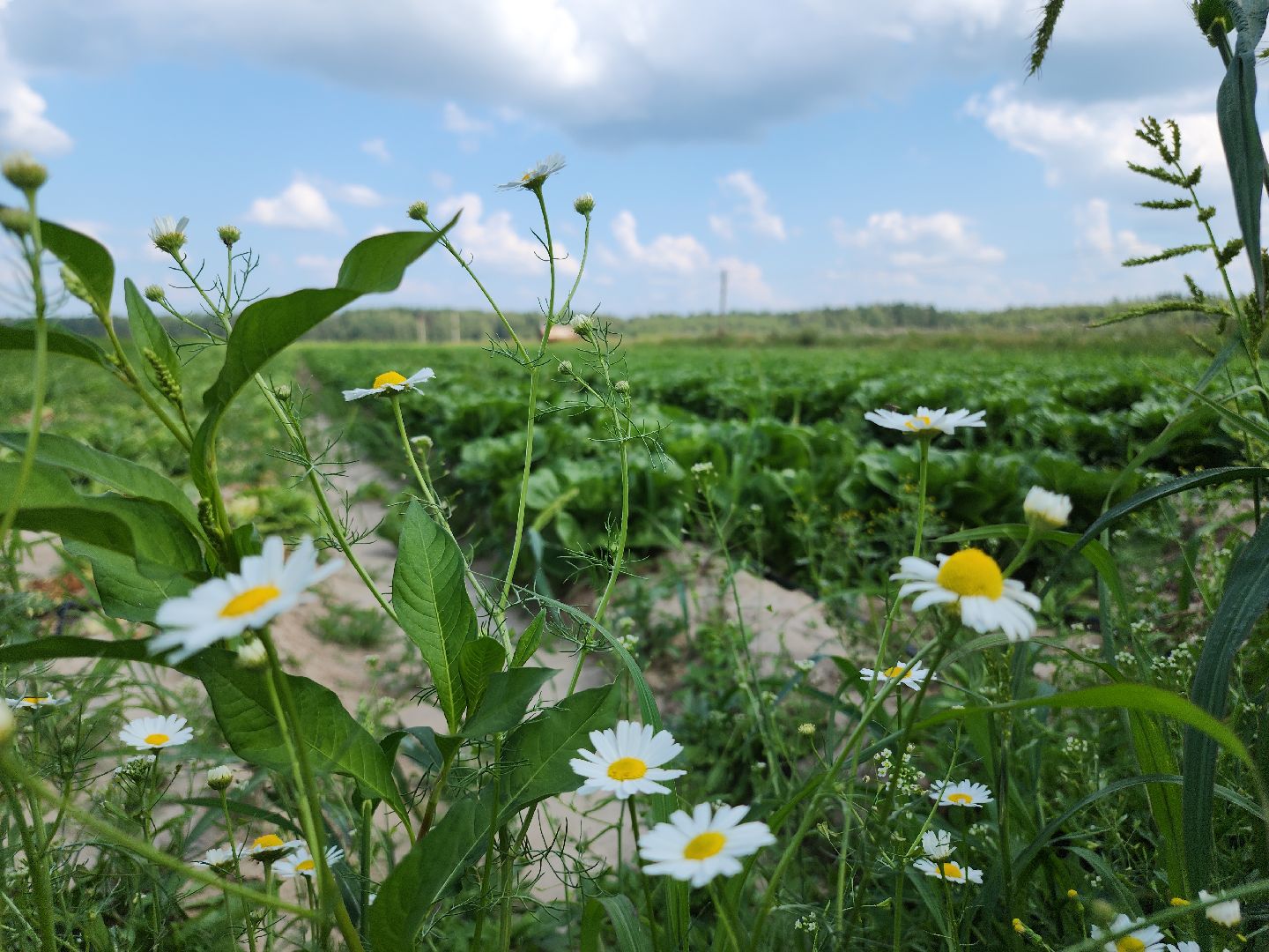 Егорьевск, Подмосковье, Московская область,