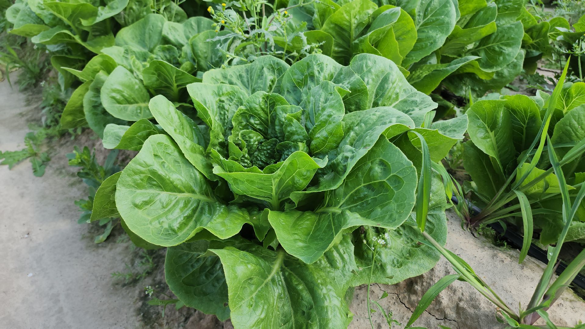 Егорьевск, Подмосковье, Московская область,