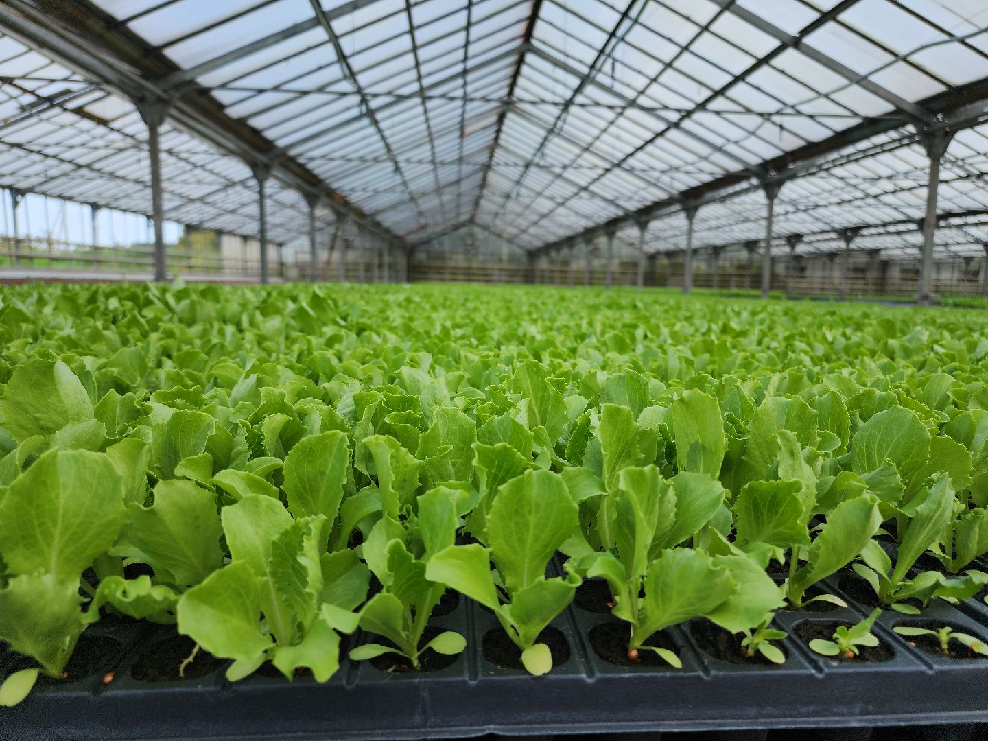 Егорьевск, Подмосковье, Московская область,