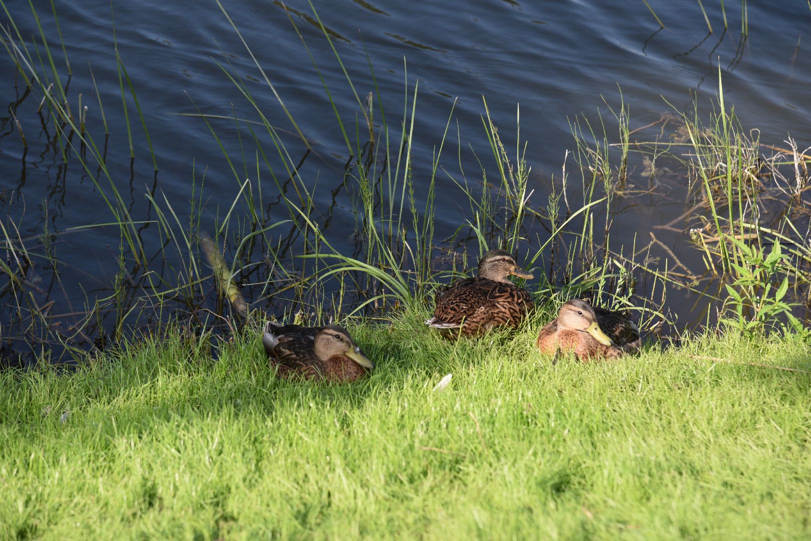 лотошино, красный ручей, благоустройство, формирование комфортной городской среды, нацпроект,