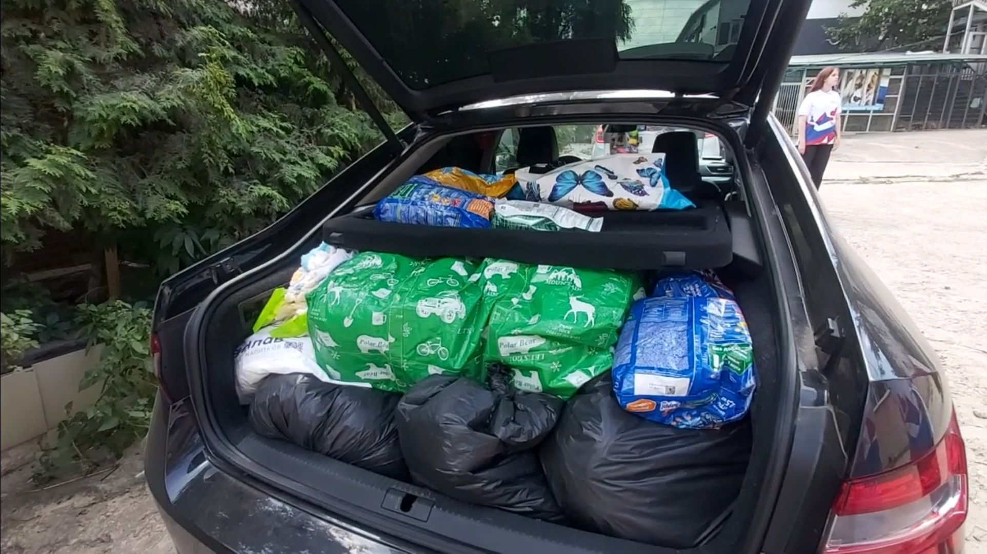 волонтеры, помощь, собаки, приют,