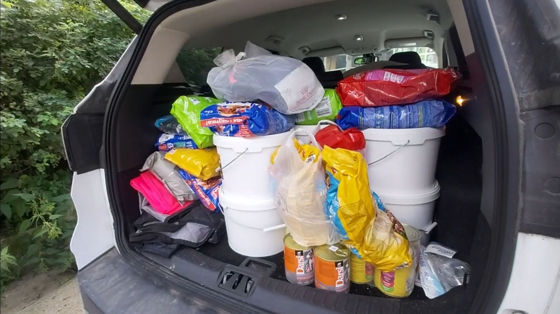 волонтеры, помощь, собаки, приют,