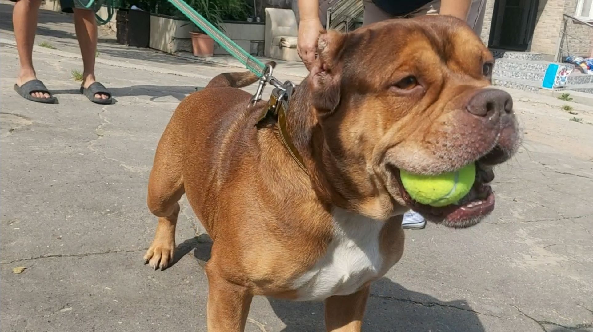 волонтеры, помощь, собаки, приют,